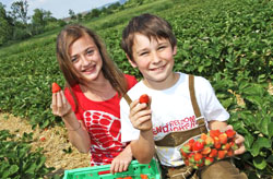 frische Erdbeeren