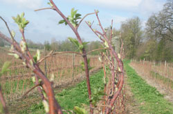 Die Himbeerstaude im Frühling