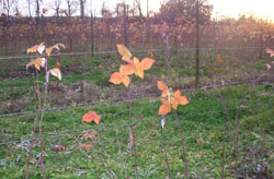 Die Himbeerstaude im Herbst