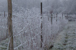 Die Himbeerstaude im Winter